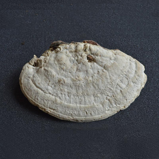 500g Dong Fang Shuan Jun 东方栓菌, Trametes Orientalis, Polystictus Orientalis-[Chinese Herbs Online]-[chinese herbs shop near me]-[Traditional Chinese Medicine TCM]-[chinese herbalist]-Find Chinese Herb™