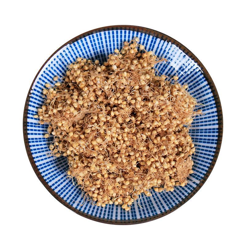 500g Gu Ya 生谷芽, FRUCTUS SETARIAE GERMINATUS, Rice-grain Sprout, Millet Sprout-[Chinese Herbs Online]-[chinese herbs shop near me]-[Traditional Chinese Medicine TCM]-[chinese herbalist]-Find Chinese Herb™