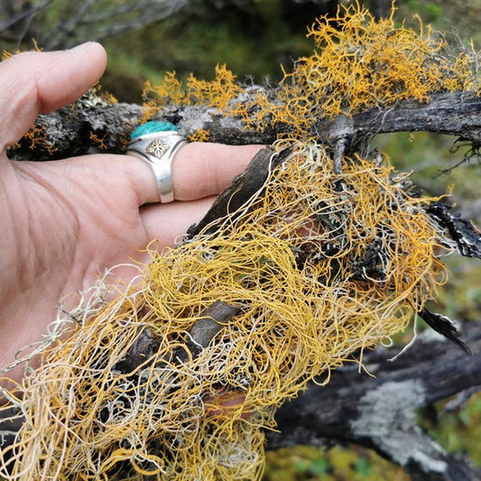 500g Hong Xue Cha 红雪茶, Lethariella Cladonioides, Jin Si Cha-[Chinese Herbs Online]-[chinese herbs shop near me]-[Traditional Chinese Medicine TCM]-[chinese herbalist]-Find Chinese Herb™