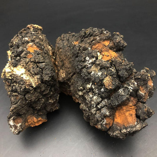 500g Hua He Kong Jun 桦褐孔菌, Inonotus Obliquus, Chaga Mushroom, Bai Hua Rong-[Chinese Herbs Online]-[chinese herbs shop near me]-[Traditional Chinese Medicine TCM]-[chinese herbalist]-Find Chinese Herb™