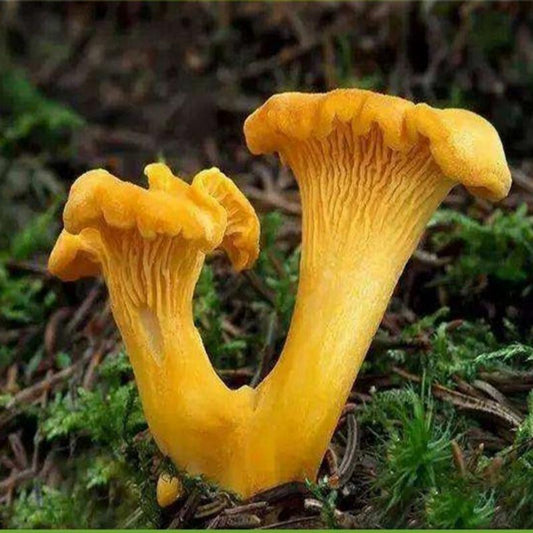 500g Ji You Jun 鸡油菌, Cantharellus Cibarius, Wild Mushroom-[Chinese Herbs Online]-[chinese herbs shop near me]-[Traditional Chinese Medicine TCM]-[chinese herbalist]-Find Chinese Herb™