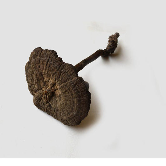 500g Jia Zhi 假芝, Amauroderma, Reishi Mushroom, Wild Ganoderma Lucidum, Yunnan Ling Zhi-[Chinese Herbs Online]-[chinese herbs shop near me]-[Traditional Chinese Medicine TCM]-[chinese herbalist]-Find Chinese Herb™