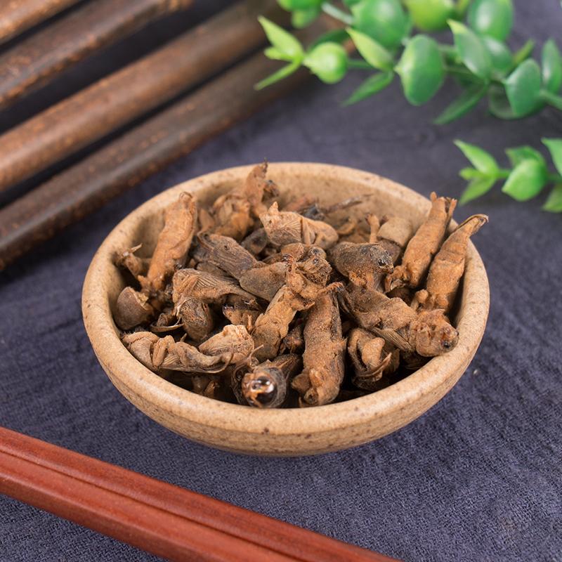 500g Lou Gu 蝼蛄, African Mole Cricket, Chinese Mole Cricket-[Chinese Herbs Online]-[chinese herbs shop near me]-[Traditional Chinese Medicine TCM]-[chinese herbalist]-Find Chinese Herb™