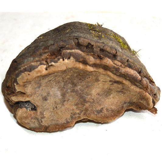 500g Mu Ti Ceng Kong Jun 木蹄层孔菌, Fomes Fomentarius, Tinder Conk Mushroom, Tsuriganetabe-[Chinese Herbs Online]-[chinese herbs shop near me]-[Traditional Chinese Medicine TCM]-[chinese herbalist]-Find Chinese Herb™