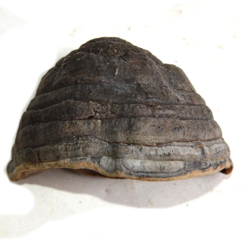 500g Mu Ti Ceng Kong Jun 木蹄层孔菌, Fomes Fomentarius, Tinder Conk Mushroom, Tsuriganetabe-[Chinese Herbs Online]-[chinese herbs shop near me]-[Traditional Chinese Medicine TCM]-[chinese herbalist]-Find Chinese Herb™