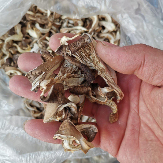 500g Ping Gu 平菇, Pleurotus Ostreatus, Oyster Mushroom, Hiratake-[Chinese Herbs Online]-[chinese herbs shop near me]-[Traditional Chinese Medicine TCM]-[chinese herbalist]-Find Chinese Herb™