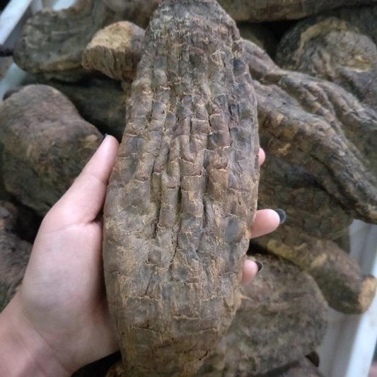 500g Rou Cong Rong 肉蓯蓉, Whole Cistanche, Desertliving Cistanche, Da Yun-[Chinese Herbs Online]-[chinese herbs shop near me]-[Traditional Chinese Medicine TCM]-[chinese herbalist]-Find Chinese Herb™