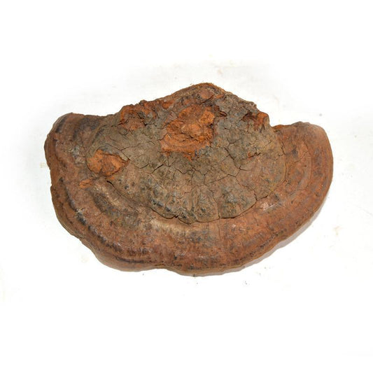 500g Sang Huang 桑黄, Phellinus Linteus, Mesima, Meshimakobu, Song-Gen, Sang-Hwang-[Chinese Herbs Online]-[chinese herbs shop near me]-[Traditional Chinese Medicine TCM]-[chinese herbalist]-Find Chinese Herb™