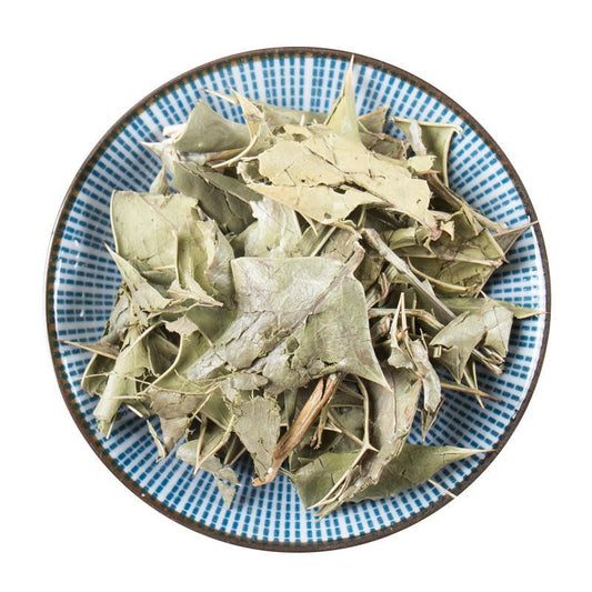 500g Shi Da Gong Lao Ye 十大功勞葉, Chinese Mahonia Leaf, Mao Er Ci, Ba Jiao Ci-[Chinese Herbs Online]-[chinese herbs shop near me]-[Traditional Chinese Medicine TCM]-[chinese herbalist]-Find Chinese Herb™