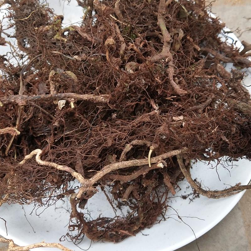 500g Shui Long Gu 水龙骨, Japanese Polypody Rhizome, Shi Can-[Chinese Herbs Online]-[chinese herbs shop near me]-[Traditional Chinese Medicine TCM]-[chinese herbalist]-Find Chinese Herb™
