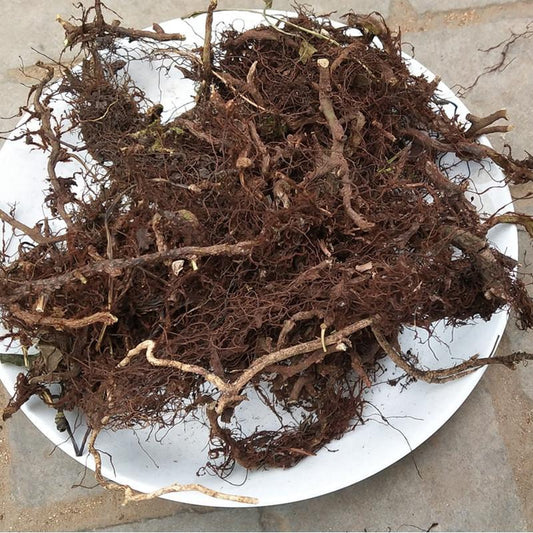500g Shui Long Gu 水龙骨, Japanese Polypody Rhizome, Shi Can-[Chinese Herbs Online]-[chinese herbs shop near me]-[Traditional Chinese Medicine TCM]-[chinese herbalist]-Find Chinese Herb™