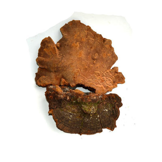 500g Song Zhen Ceng Kong Jun 松针层孔菌, Phellinuspini, Pine Reishi Mushroom, Wild Ganoderma Lucidum-[Chinese Herbs Online]-[chinese herbs shop near me]-[Traditional Chinese Medicine TCM]-[chinese herbalist]-Find Chinese Herb™