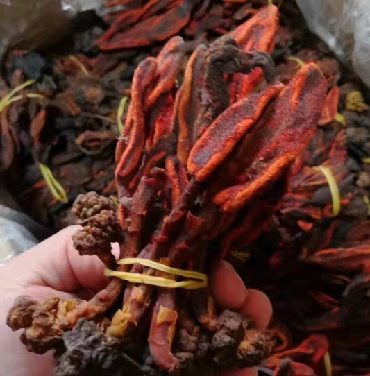 500g Wan Sheng Jun 万生菌, Hui Chun Cao 回春草, 草苁蓉, 不老草, 顶天柱-[Chinese Herbs Online]-[chinese herbs shop near me]-[Traditional Chinese Medicine TCM]-[chinese herbalist]-Find Chinese Herb™