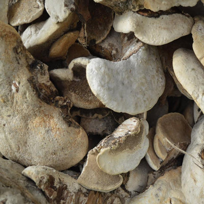 500g Xiang Shuan Jun 香栓菌, Trametes Suaveloens, Wild Reishi Mushroom-[Chinese Herbs Online]-[chinese herbs shop near me]-[Traditional Chinese Medicine TCM]-[chinese herbalist]-Find Chinese Herb™