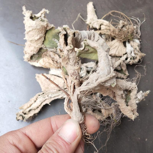 500g Yan Bai Cai 巖白菜, Bergenia Purpurascens Herb, Herba Bergeniae, Yan Qi-[Chinese Herbs Online]-[chinese herbs shop near me]-[Traditional Chinese Medicine TCM]-[chinese herbalist]-Find Chinese Herb™