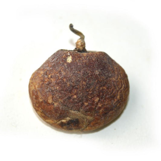 500g Yin Kong Jun 隐孔菌, Cryptoporus Volvatus, Song Gan Lan 松橄榄-[Chinese Herbs Online]-[chinese herbs shop near me]-[Traditional Chinese Medicine TCM]-[chinese herbalist]-Find Chinese Herb™