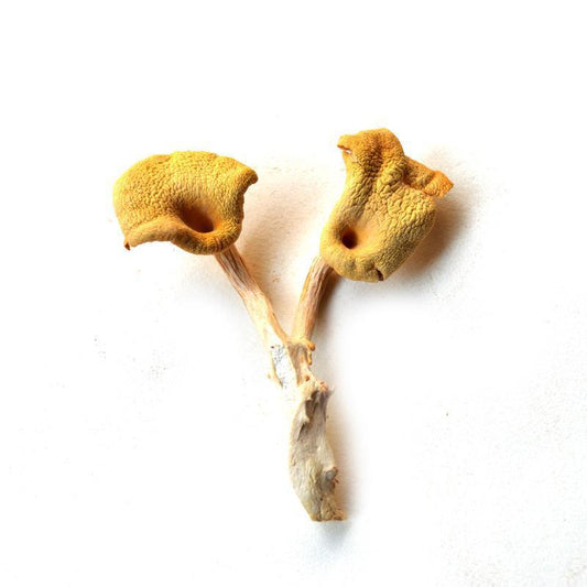 500g Yu Huang Mo 榆黄蘑, Pleurotus Citrinopileatus, Wild Mushroom-[Chinese Herbs Online]-[chinese herbs shop near me]-[Traditional Chinese Medicine TCM]-[chinese herbalist]-Find Chinese Herb™