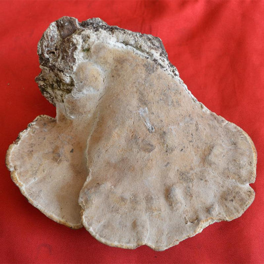 500g Yu Sheng Ni Ceng Kong Jun 榆生拟层孔菌, Fomitopsis Ulmaria, Wild Mushroom-[Chinese Herbs Online]-[chinese herbs shop near me]-[Traditional Chinese Medicine TCM]-[chinese herbalist]-Find Chinese Herb™