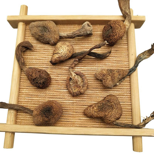 500g Zhen Mo 榛蘑, Hazel Dell Mushroom, Wild Fungs-[Chinese Herbs Online]-[chinese herbs shop near me]-[Traditional Chinese Medicine TCM]-[chinese herbalist]-Find Chinese Herb™