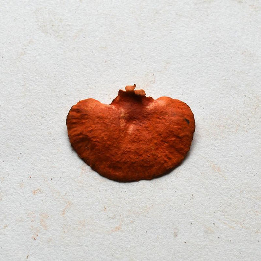 500g Zhu Hong Shuan Jun 朱红栓菌, Pycnoporus Cinnabarius, Trametes Cinnabarina-[Chinese Herbs Online]-[chinese herbs shop near me]-[Traditional Chinese Medicine TCM]-[chinese herbalist]-Find Chinese Herb™