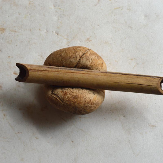 500g Zhu Sheng Rou Qiu Jun 竹生肉球菌, Engleromyces Goetzi-[Chinese Herbs Online]-[chinese herbs shop near me]-[Traditional Chinese Medicine TCM]-[chinese herbalist]-Find Chinese Herb™