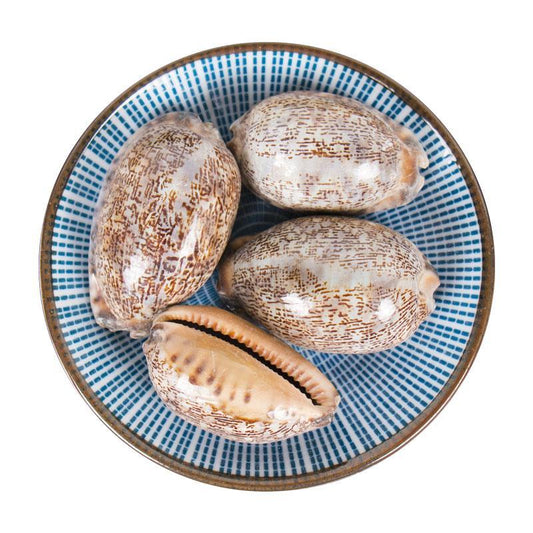 500g Zi Bei Chi 紫贝齿, Erosaria Caputserpentis Shell-[Chinese Herbs Online]-[chinese herbs shop near me]-[Traditional Chinese Medicine TCM]-[chinese herbalist]-Find Chinese Herb™