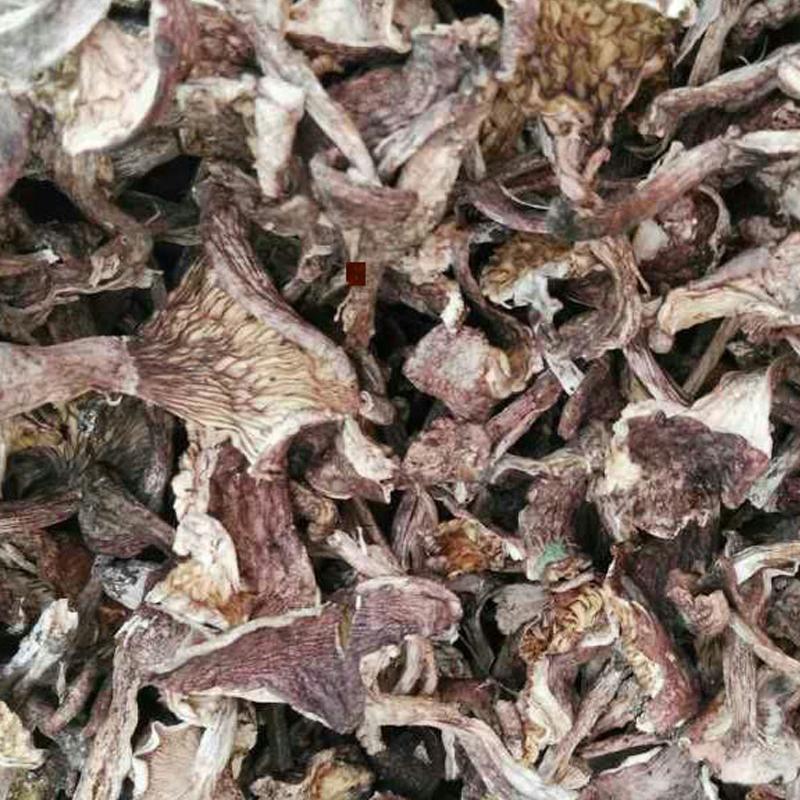 500g Zi Ding Xiang Mo 紫丁香蘑, Tricholomataceae, Lepistanuda, Wild Reishi Mushroom-[Chinese Herbs Online]-[chinese herbs shop near me]-[Traditional Chinese Medicine TCM]-[chinese herbalist]-Find Chinese Herb™