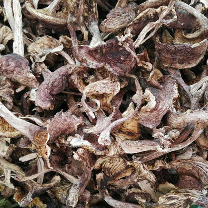 500g Zi Ding Xiang Mo 紫丁香蘑, Tricholomataceae, Lepistanuda, Wild Reishi Mushroom-[Chinese Herbs Online]-[chinese herbs shop near me]-[Traditional Chinese Medicine TCM]-[chinese herbalist]-Find Chinese Herb™