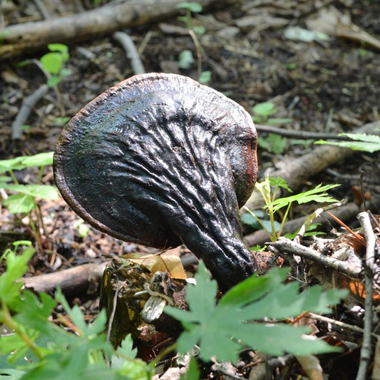 500g Zi Ling Zhi 紫灵芝, Purple Reishi Mushroom, Ganoderma Lucidum, Wild Lingzhi-[Chinese Herbs Online]-[chinese herbs shop near me]-[Traditional Chinese Medicine TCM]-[chinese herbalist]-Find Chinese Herb™