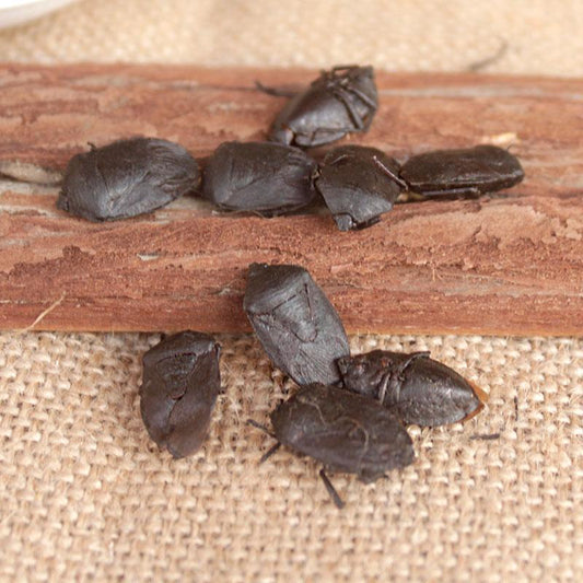50g Jiu Xiang Chong 九香虫, Jiuxiang Bug, Stink Bug, Aspongopus Chinesis Dallas-[Chinese Herbs Online]-[chinese herbs shop near me]-[Traditional Chinese Medicine TCM]-[chinese herbalist]-Find Chinese Herb™
