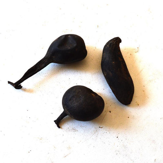 50g Wu Ling Shen 乌灵参, Xylaria Nigriper, Lei Zhen Zi, Reishi Mushroom-[Chinese Herbs Online]-[chinese herbs shop near me]-[Traditional Chinese Medicine TCM]-[chinese herbalist]-Find Chinese Herb™