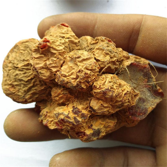 50g Zhu Sha Lian 朱砂莲, Kaempfer Dutchmanspipe Root, Aristolochia Cinnabarina-[Chinese Herbs Online]-[chinese herbs shop near me]-[Traditional Chinese Medicine TCM]-[chinese herbalist]-Find Chinese Herb™