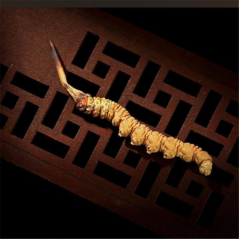 Dong Chong Xia Cao 冬虫夏草, Cordyceps Sinensis, Yartsa Gumbu, Caterpillar Fungus-[Chinese Herbs Online]-[chinese herbs shop near me]-[Traditional Chinese Medicine TCM]-[chinese herbalist]-Find Chinese Herb™
