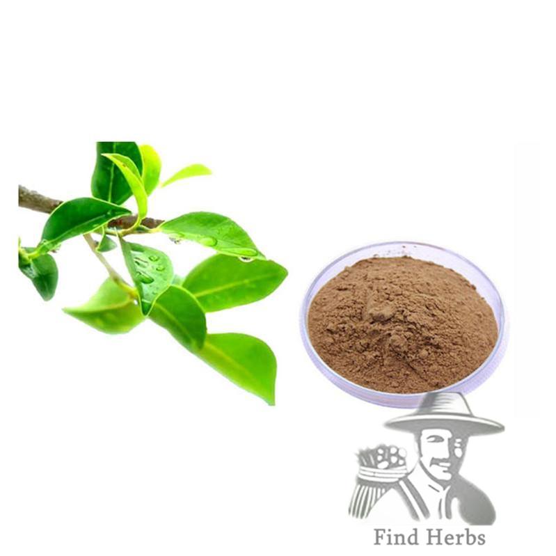 Extract Powder Green Tea, Tea Polyphenols 98%-[Chinese Herbs Online]-[chinese herbs shop near me]-[Traditional Chinese Medicine TCM]-[chinese herbalist]-Find Chinese Herb™