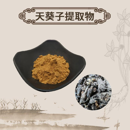 Extract Powder Tian Kui Zi 天葵子, Muskroot-like Semiaquilegia Root, Radix Semiaquilegiae-[Chinese Herbs Online]-[chinese herbs shop near me]-[Traditional Chinese Medicine TCM]-[chinese herbalist]-Find Chinese Herb™