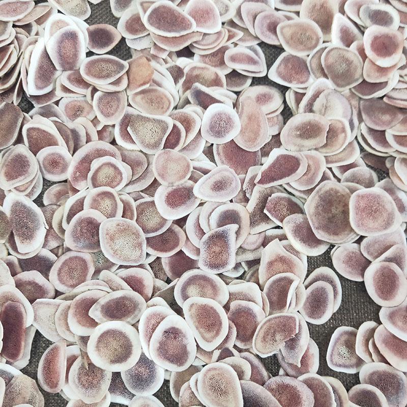 Lu Rong Gu Zhi Pian 鹿茸, Cartialgenous, Sika Deer Antler Slice, Cornu Cervi Pantotrichum-[Chinese Herbs Online]-[chinese herbs shop near me]-[Traditional Chinese Medicine TCM]-[chinese herbalist]-Find Chinese Herb™