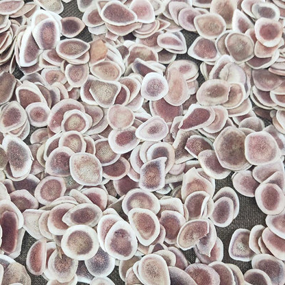 Lu Rong Gu Zhi Pian 鹿茸, Cartialgenous, Sika Deer Antler Slice, Cornu Cervi Pantotrichum-[Chinese Herbs Online]-[chinese herbs shop near me]-[Traditional Chinese Medicine TCM]-[chinese herbalist]-Find Chinese Herb™