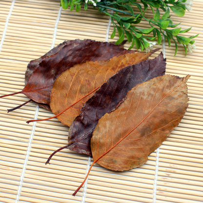 100g Shan Zha Ye 山楂叶, Leaf Crataegi, Chinese Hawthorn Leaves, Shan Zha-[Chinese Herbs Online]-[chinese herbs shop near me]-[Traditional Chinese Medicine TCM]-[chinese herbalist]-Find Chinese Herb™