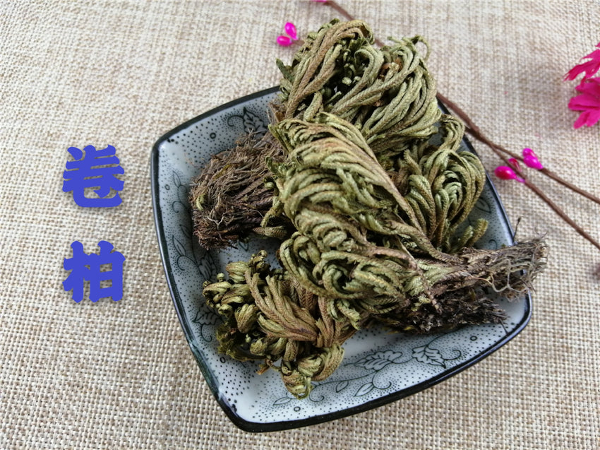 Pure Powder Juan Bai 卷柏, Tamariskoid Spikemoss Herb, Herba Selaginellae, Shi Bai