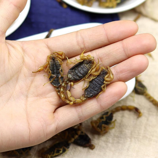 Quan Xie Zi 全蝎, Scorpions, Buthus Martensi Karsch-[Chinese Herbs Online]-[chinese herbs shop near me]-[Traditional Chinese Medicine TCM]-[chinese herbalist]-Find Chinese Herb™